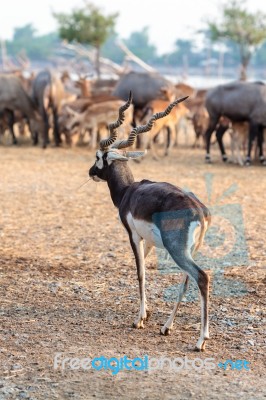 Black Buck Walking Stock Photo