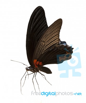 Black Butteflies Stock Photo