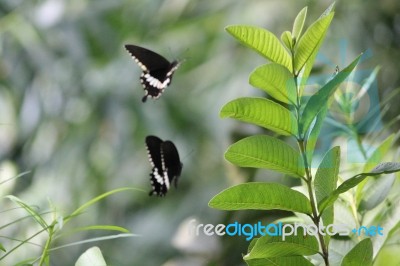 Black Butterfly Stock Photo