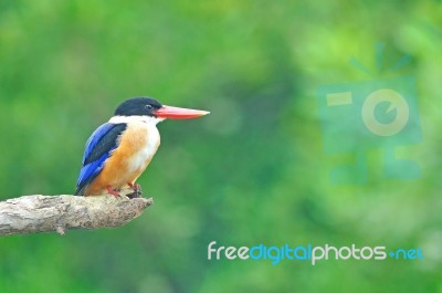 Black-capped Kingfisher Stock Photo