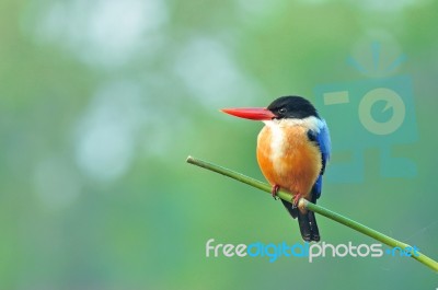 Black-capped Kingfisher Stock Photo