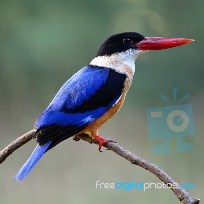 Black-capped Kingfisher Stock Photo