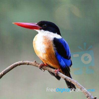 Black-capped Kingfisher Stock Photo