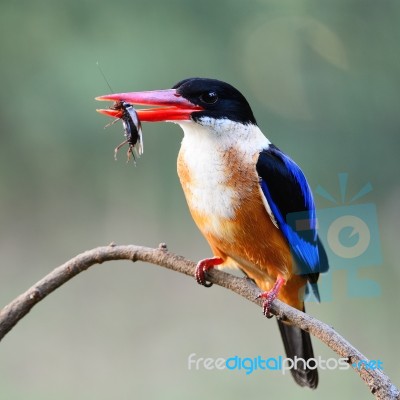 Black-capped Kingfisher Stock Photo