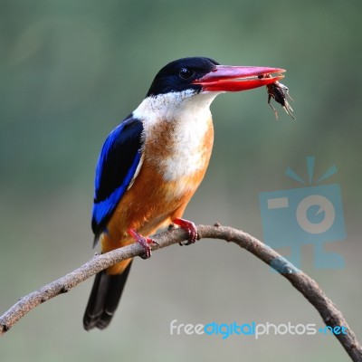 Black-capped Kingfisher Stock Photo