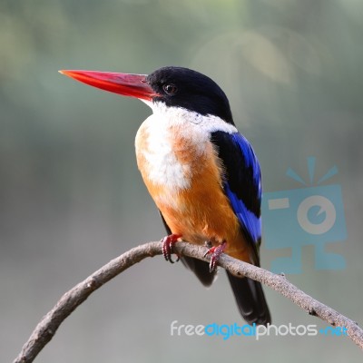 Black-capped Kingfisher Stock Photo