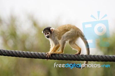 Black-capped Squirrel Monkey Stock Photo