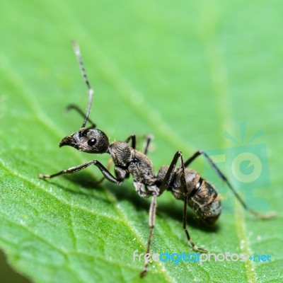 Black Carpenter Ant (camponotus Pennsylvanicus) Stock Photo