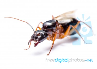 Black Carpenter Ant (camponotus Pennsylvanicus) Stock Photo