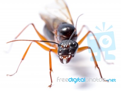 Black Carpenter Ant (camponotus Pennsylvanicus) Stock Photo