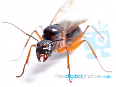 Black Carpenter Ant (camponotus Pennsylvanicus) Stock Photo