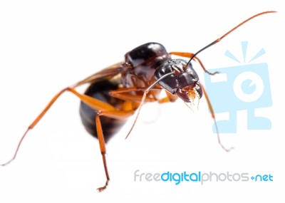 Black Carpenter Ant (camponotus Pennsylvanicus) Stock Photo