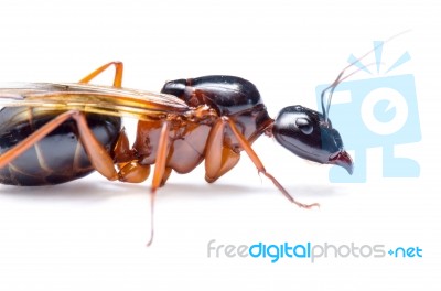 Black Carpenter Ant (camponotus Pennsylvanicus) Stock Photo