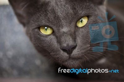 Black Cat Stock Photo