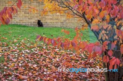 Black Cat Amongst Autumn Colours In East Grinstead Stock Photo