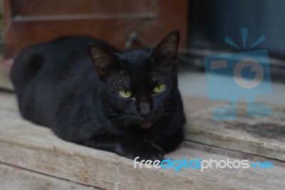 Black Cat And Yellow Eyes Sleep On Wooden Stock Photo