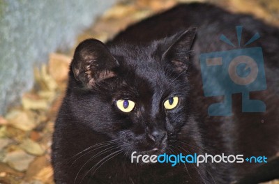 Black Cat Closeup Stock Photo