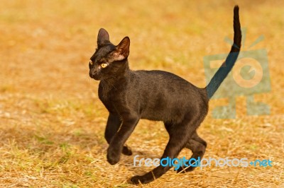 Black Cat Playing Outdoor Stock Photo