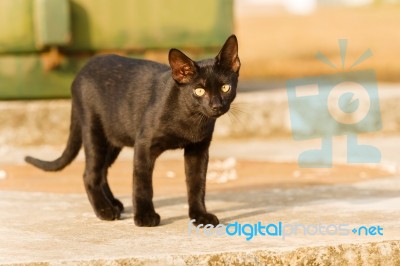 Black Cat Playing Outdoor Stock Photo