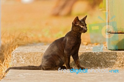 Black Cat Playing Outdoor Stock Photo