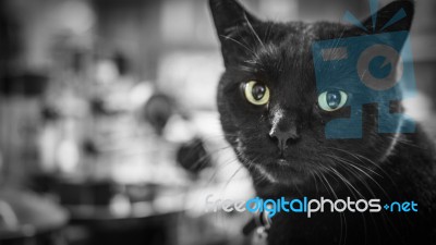 Black Cat With Piercing Eyes Stock Photo