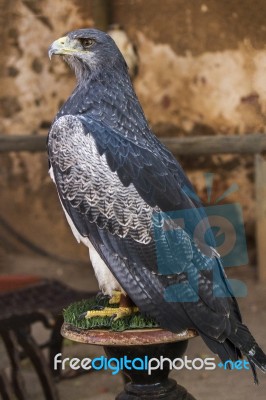 Black-chested Buzzard-eagle Stock Photo