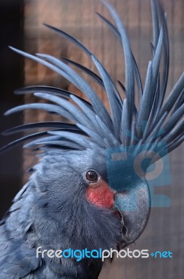 Black Cockatoo Stock Photo