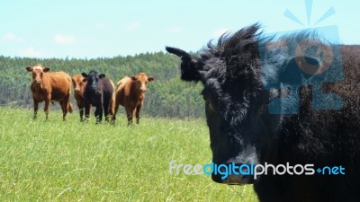 Black Cow Stock Photo