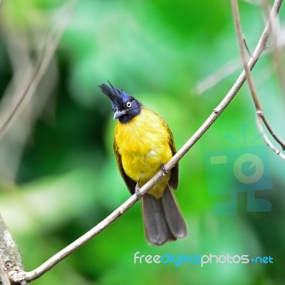 Black-crested Bulbul Stock Photo