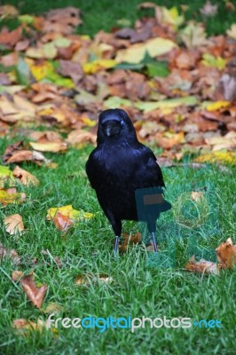 Black Crow Stock Photo