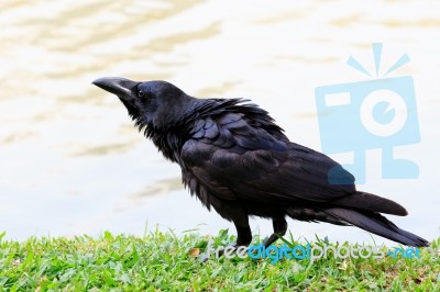 Black Crow Bird Standing On Green Grass Field Stock Photo