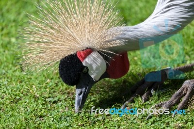 Black Crowned Crane Stock Photo