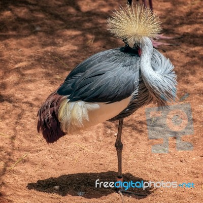 Black Crowned Crane At The Bioparc In Fuengirola Stock Photo