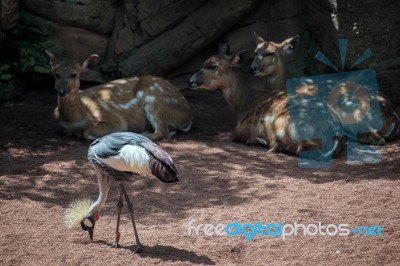 Black Crowned Crane At The Bioparc In Fuengirola Stock Photo