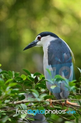 Black-crowned Night Heron Stock Photo