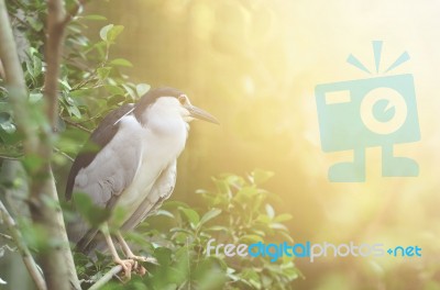 Black-crowned Night Heron With Flare Light Stock Photo