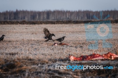 Black Crows Eating Carrion Stock Photo