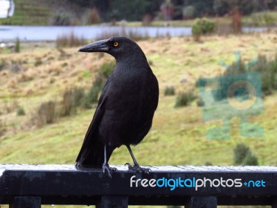 Black Currawong Stock Photo