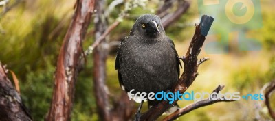 Black Currawong Resting On A Tree Branch Stock Photo