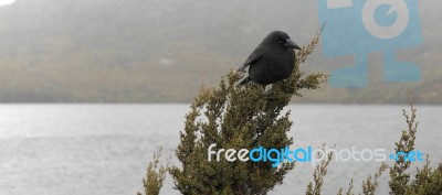 Black Currawong Resting On A Tree Branch Stock Photo