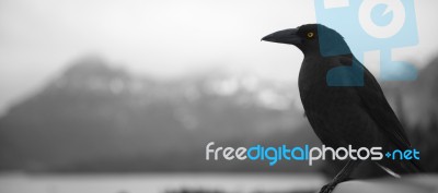 Black Currawong Resting On A Tree Branch Stock Photo