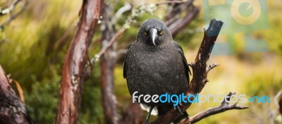 Black Currawong Resting On A Tree Branch Stock Photo