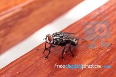 Black Diptera Fly Stock Photo