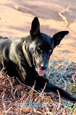 Black Dog Stock Photo