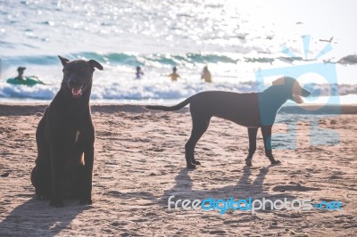 Black Dog On Sandy Beach Stock Photo