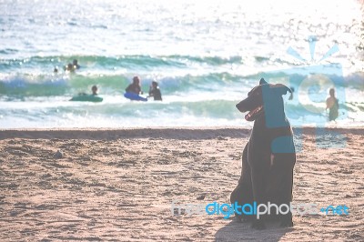 Black Dog On Sandy Beach Stock Photo