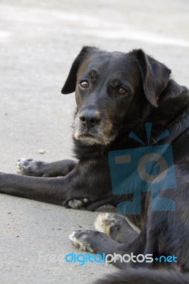 Black Domestic Dog Stock Photo