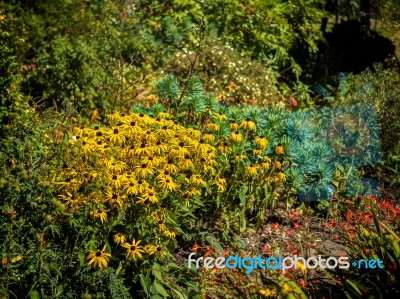 Black-eyed Susan Flowers In An English Country Garden Stock Photo