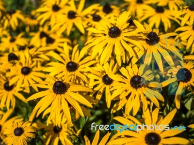 Black-eyed Susan Flowers In An English Country Garden Stock Photo