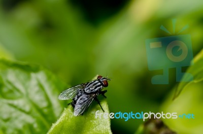 Black Fly Stock Photo